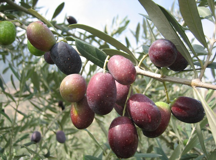 Olive Seed Olea europaea
